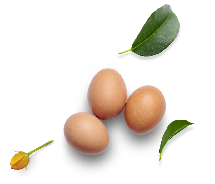 uova da galline allevate a terra